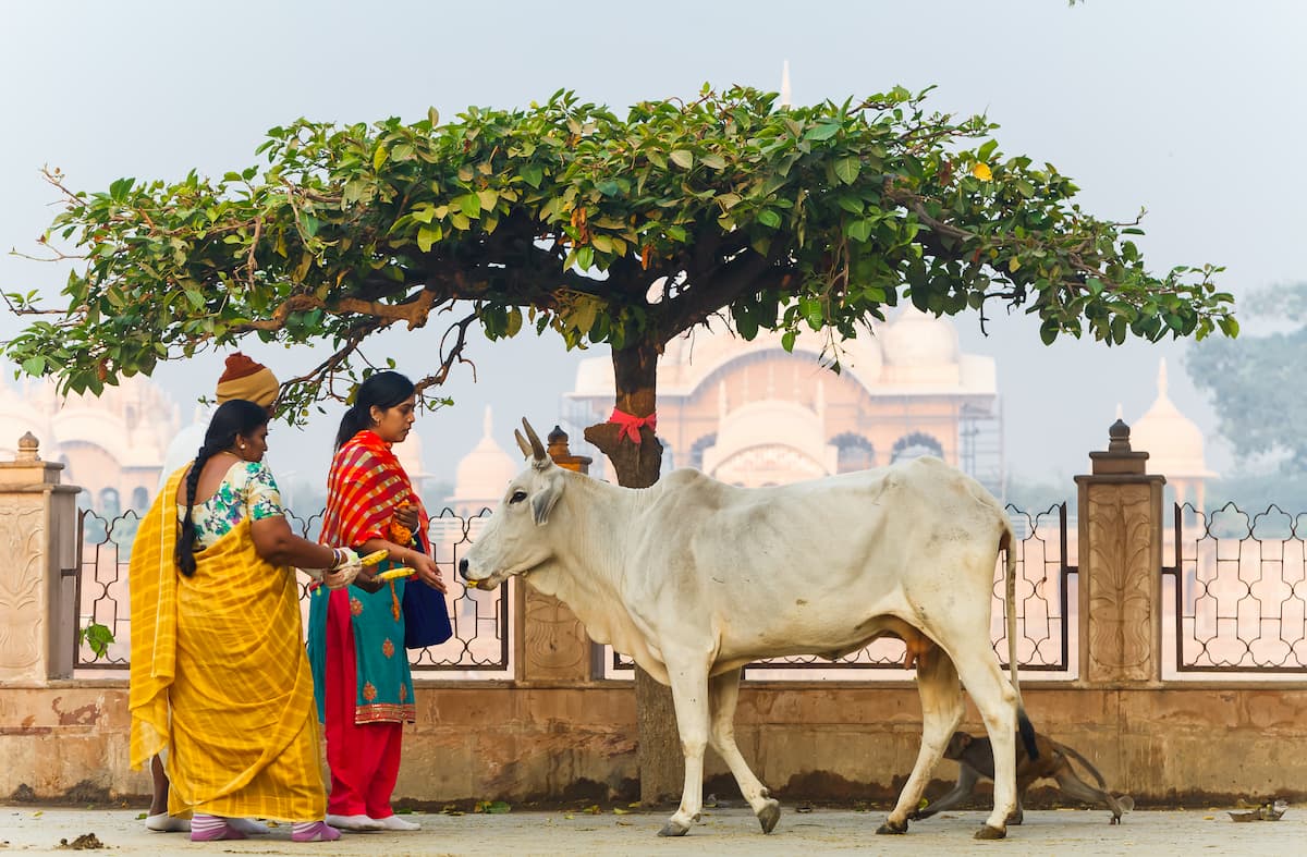 Women pilgrims feed the cow. Kusum Sarovar Govardhan Mandir, Uttar Pradesh, India